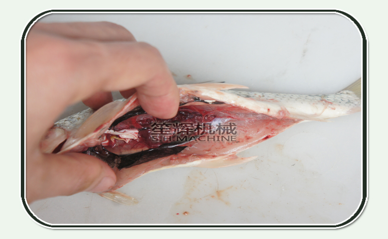 outils de nettoyage du poisson