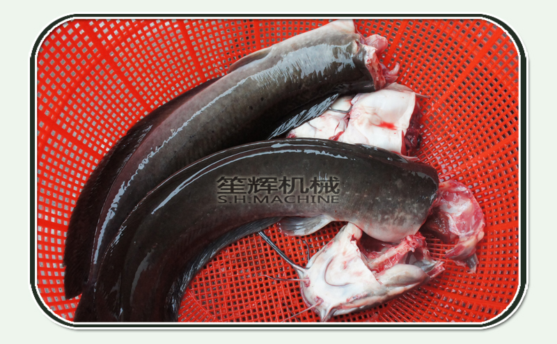 d&eacute;coupe du poisson