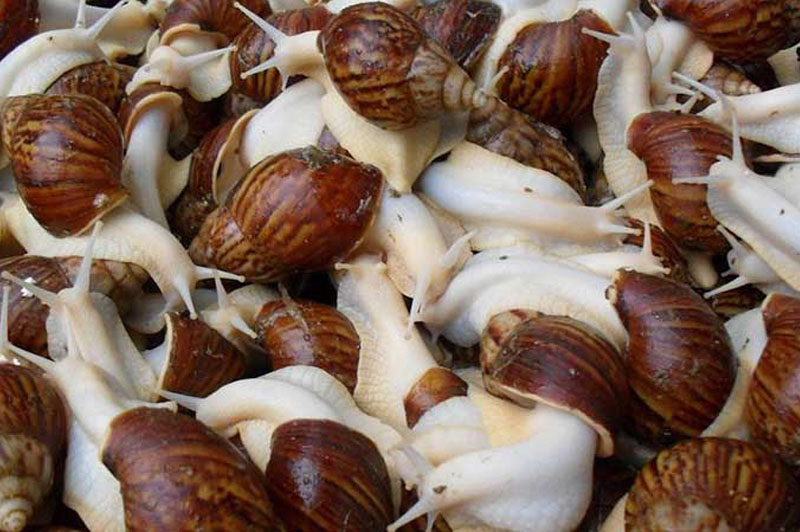 Machines alimentaires