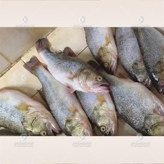 Machine automatique de détartrage de poisson, écailleur de poisson, machine de traitement de fruits de mer, détartreur de poisson, machine de détartrage de poisson