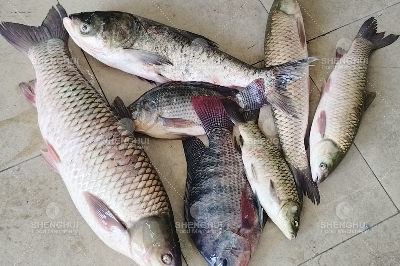 machine &agrave; d&eacute;couper le poisson (10)