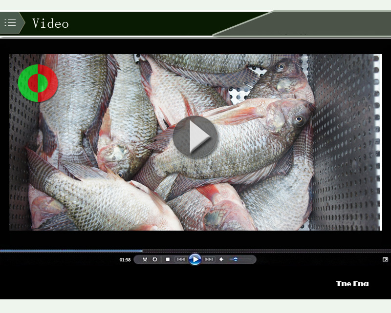 machine &agrave; enlever les &eacute;cailles de poisson 1