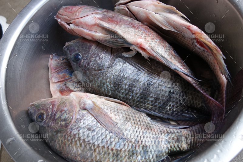 Machine &agrave; laver le poisson 1 (2)