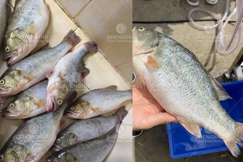 &Eacute;cailleur (12)