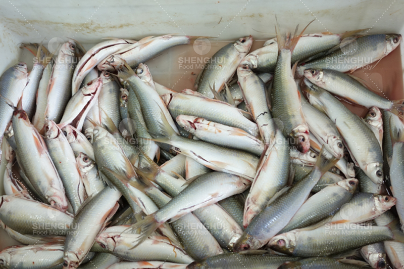 Machine &agrave; tuer les poissons 1