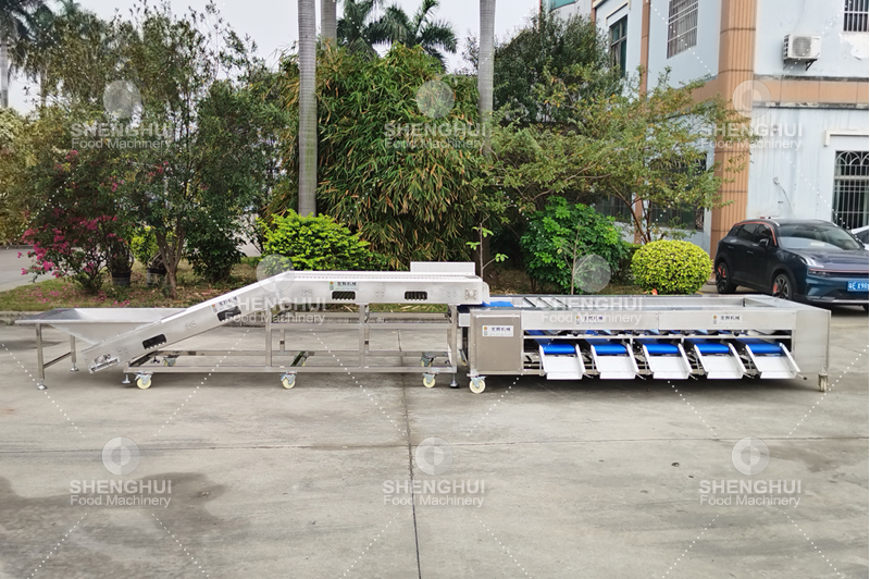 machine de calibrage des fruits (4)