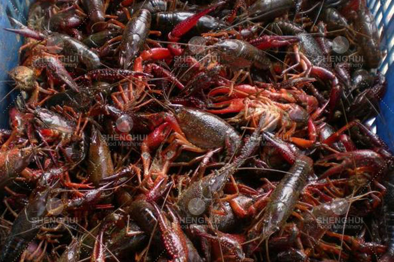 Machine &agrave; laver les escargots