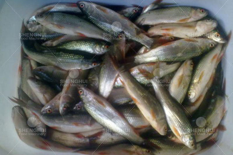 Machine &agrave; pipeliner pour la transformation du poisson 1