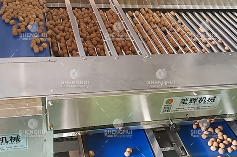 machine de calibrage des fruits (5)