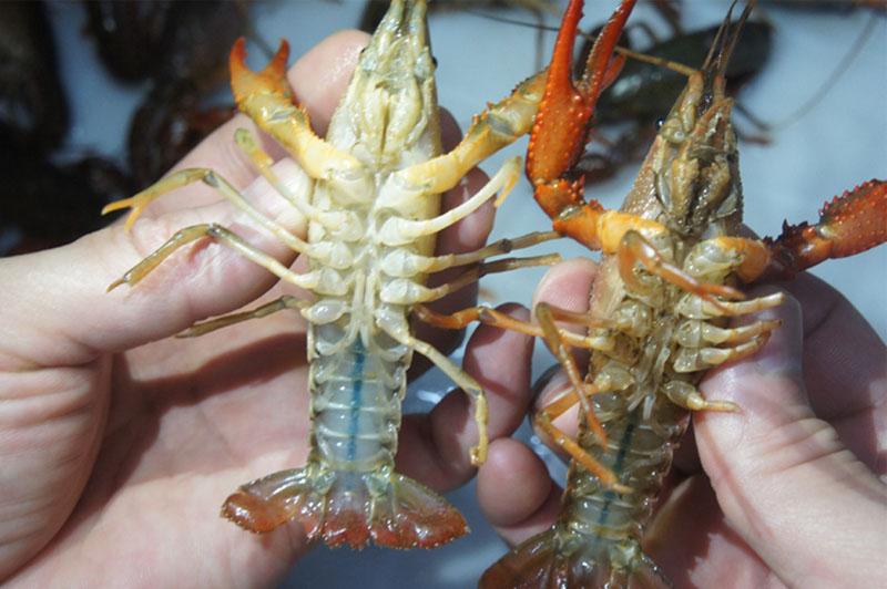 Machine &agrave; laver par ultrasons 1