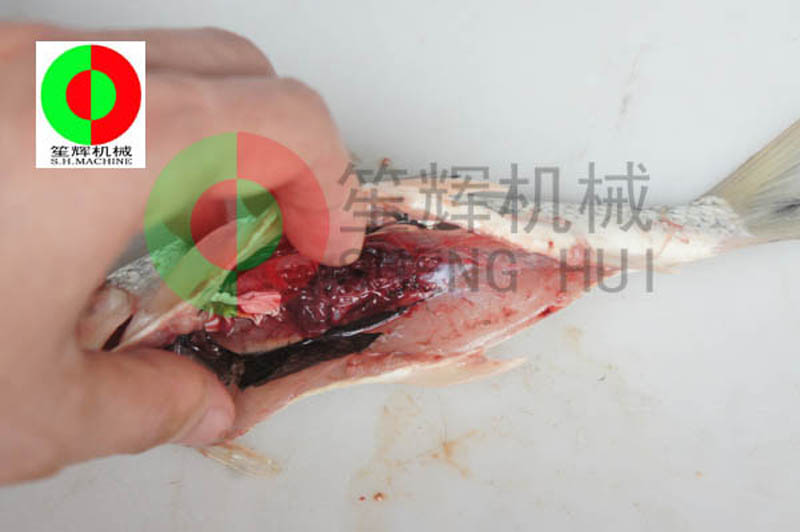 machine &agrave; vider le poisson