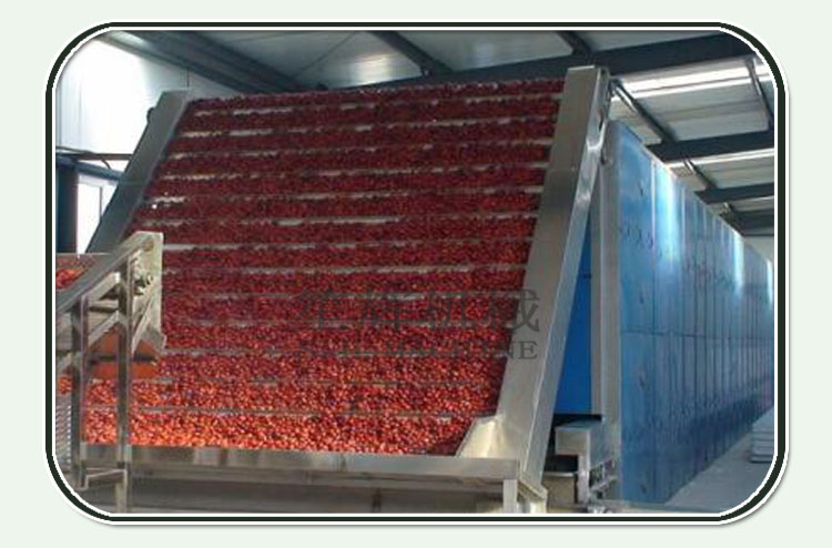 li jujube tree &agrave; vendre