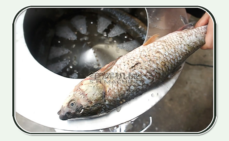 scaler de poisson &eacute;lectrique commercial-machine de nourriture-shenghui-machine de poisson