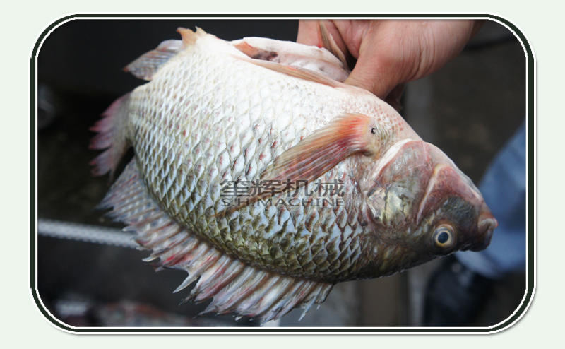 nettoyeur poisson-nourriture machine-poisson machine