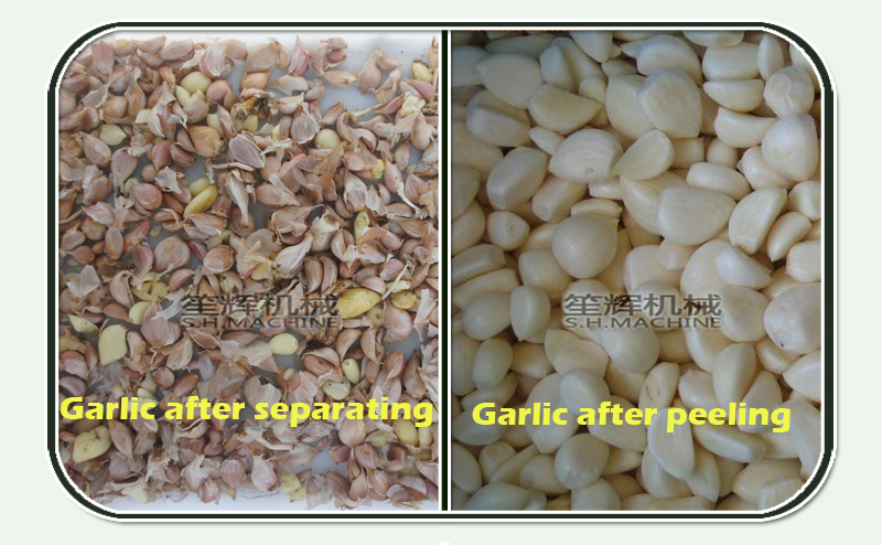 machines de s&eacute;paration de l'ail