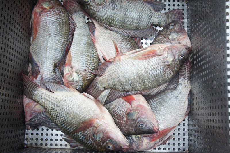 traitement des fruits de mer