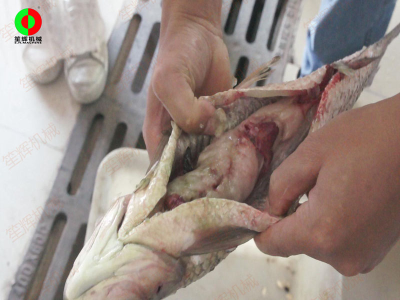 machines de traitement du poisson